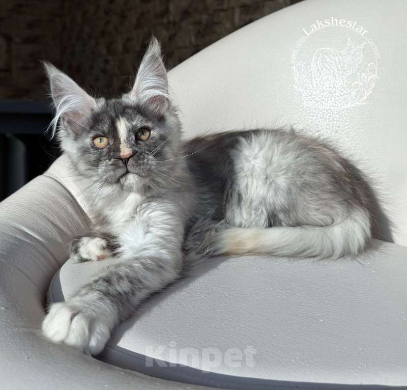 Кошки в Москве: Котенок мейн кун из питомника  Девочка, 50 000 руб. - фото 2