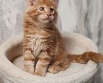 Кошки в Череповце: Котята Мейн Кун Мальчик, Бесплатно - фото 4