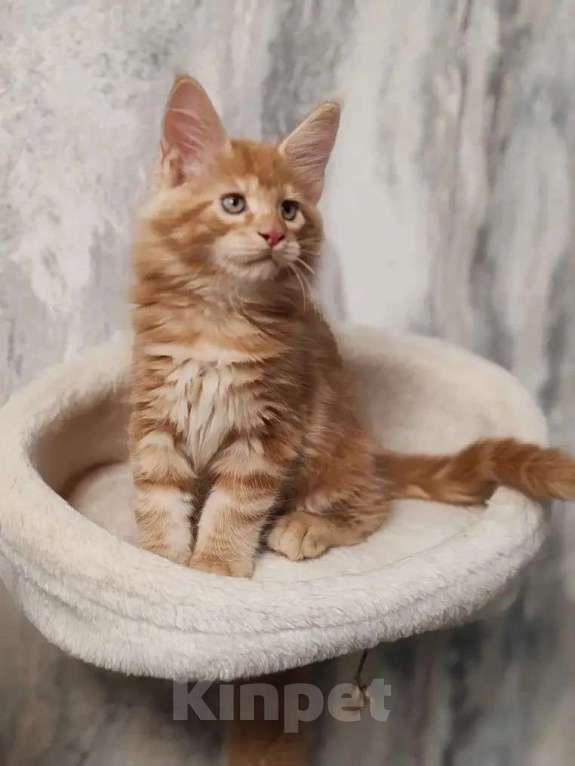 Кошки в Череповце: Котята Мейн Кун Мальчик, Бесплатно - фото 4