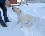 Собаки в Череповце: Предлагаем малышек стандартного бультерьера Мальчик, Бесплатно - фото 9