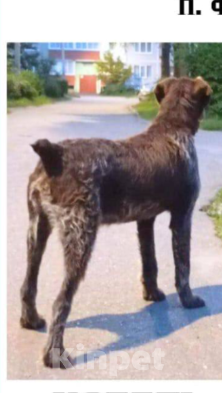 Собаки в Щелково: Найдена собака Мальчик, Бесплатно - фото 2