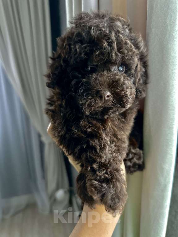 Собаки в Екатеринбурге: Щенок той пуделя ( Шоколад ) Мальчик, Бесплатно - фото 2