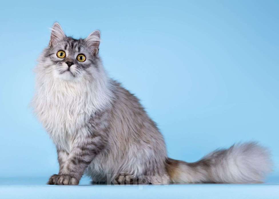 Кошки в Москве: Плюшевый юный котик Барни Мальчик, Бесплатно - фото 2