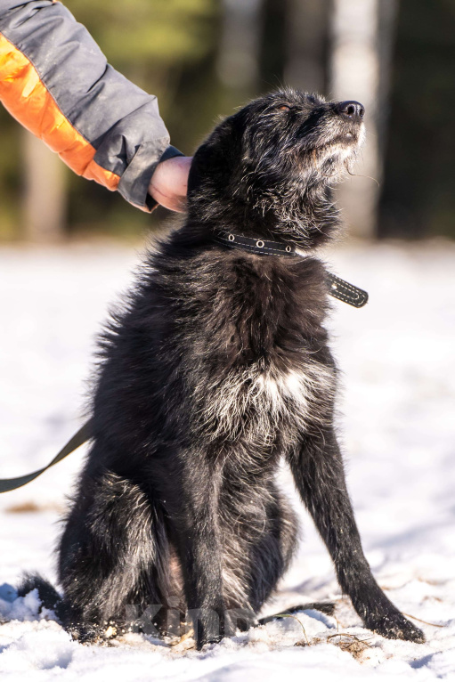 Собаки в Клине: Веста — добродушная собачка Девочка, Бесплатно - фото 2