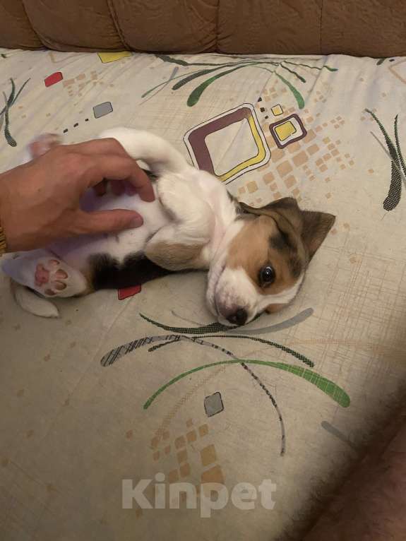 Собаки в Ростове-на-Дону: Девочка бигль  Девочка, 20 000 руб. - фото 6