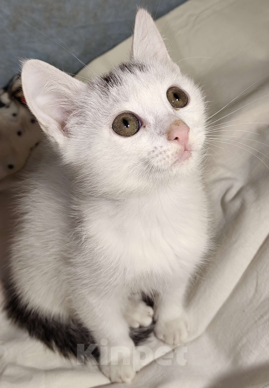 Кошки в Уфе: Котёнок мальчик 2,5 месяца Мальчик, 50 руб. - фото 3