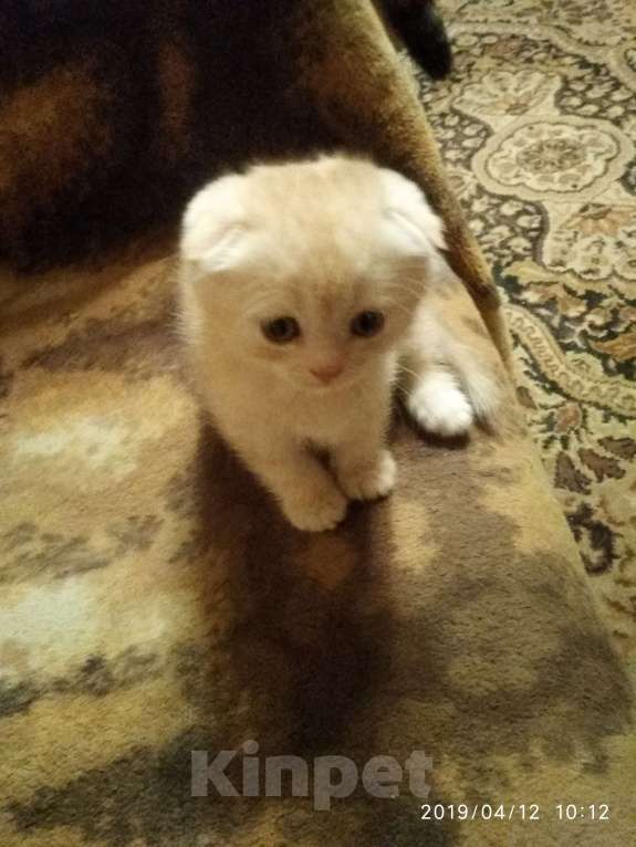 Кошки в Твери: продается котенок Мальчик, 10 000 руб. - фото 1