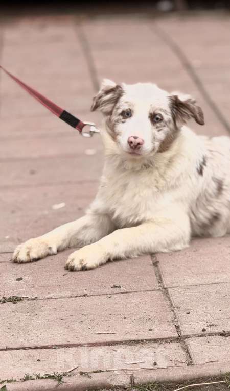 Собаки в Москве: Голубоглазая девочка бордер-колли Девочка, 85 000 руб. - фото 3