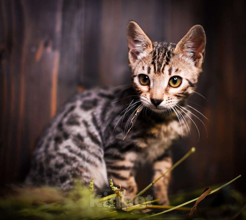 Кошки в Москве: Бенгальский котенок золото Мальчик, Бесплатно - фото 10