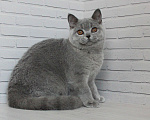 Кошки в Ульяновске: Британский голубой котенок (мальчик) Мальчик, 25 000 руб. - фото 3