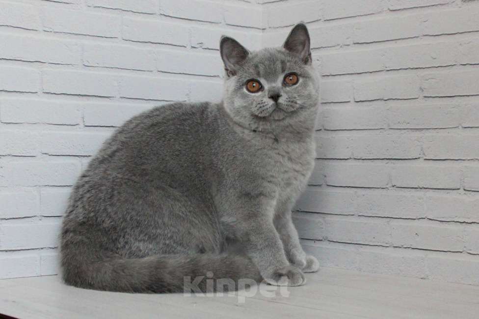 Кошки в Ульяновске: Британский голубой котенок (мальчик) Мальчик, 25 000 руб. - фото 3