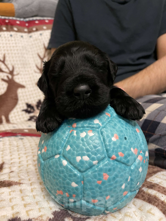 Собаки в Химках: Русский черный терьер, щенки  Девочка, 65 000 руб. - фото 8