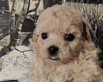 Собаки в Мытищах: Пушон бишпу Девочка, 180 000 руб. - фото 1