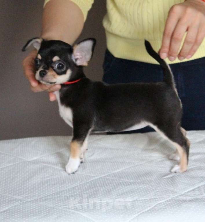 Собаки в Санкт-Петербурге: Шикарная, породная брюнетка Девочка, 120 000 руб. - фото 2