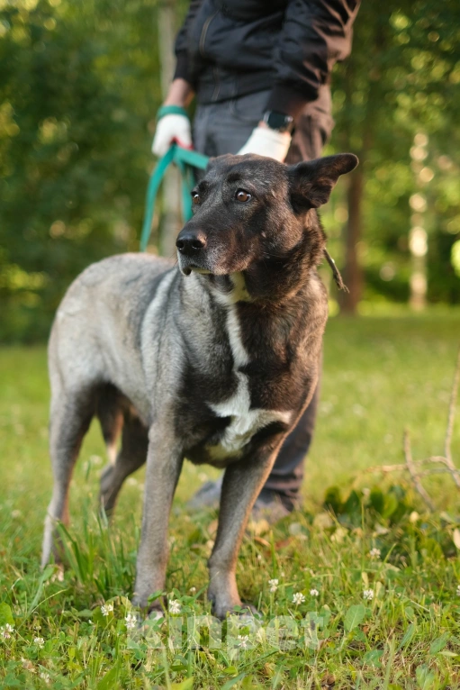 Собаки в Санкт-Петербурге: Грейс из приюта в добрые руки Девочка, Бесплатно - фото 9