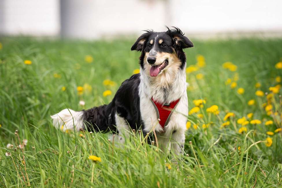Собаки в Москве: Аврора - разбудит любовь в любом сердечке Девочка, Бесплатно - фото 2