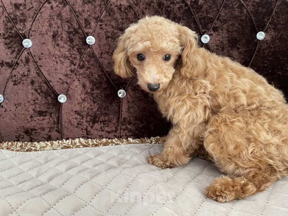 Собаки в Краснодаре: Девочка той-пудель мини Девочка, 120 000 руб. - фото 8