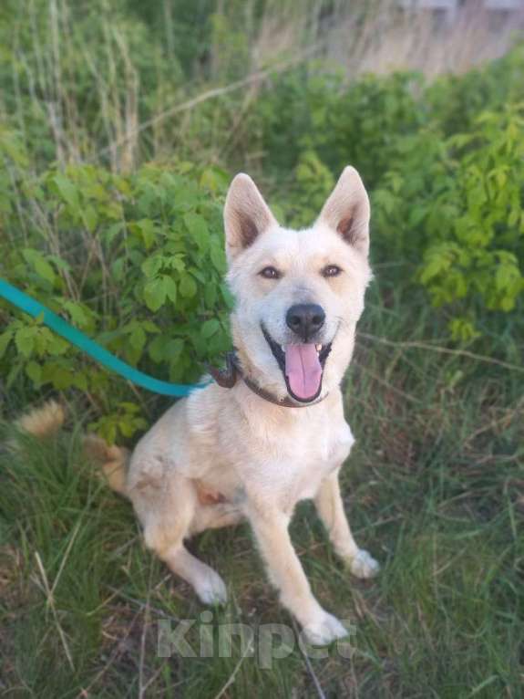 Собаки в Мензелинске: Отдам в добрые руки Мальчик, Бесплатно - фото 2