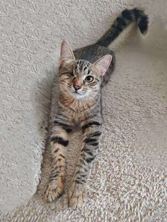 Кошки в Москве: Минитигренок Лора, ласковая кошечка-подросток ищет дом Девочка, Бесплатно - фото 8