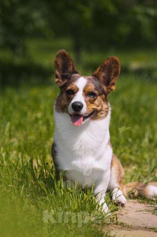Собаки в Новосибирске: Вязка вельш-корги гардиган Мальчик, 50 000 руб. - фото 6