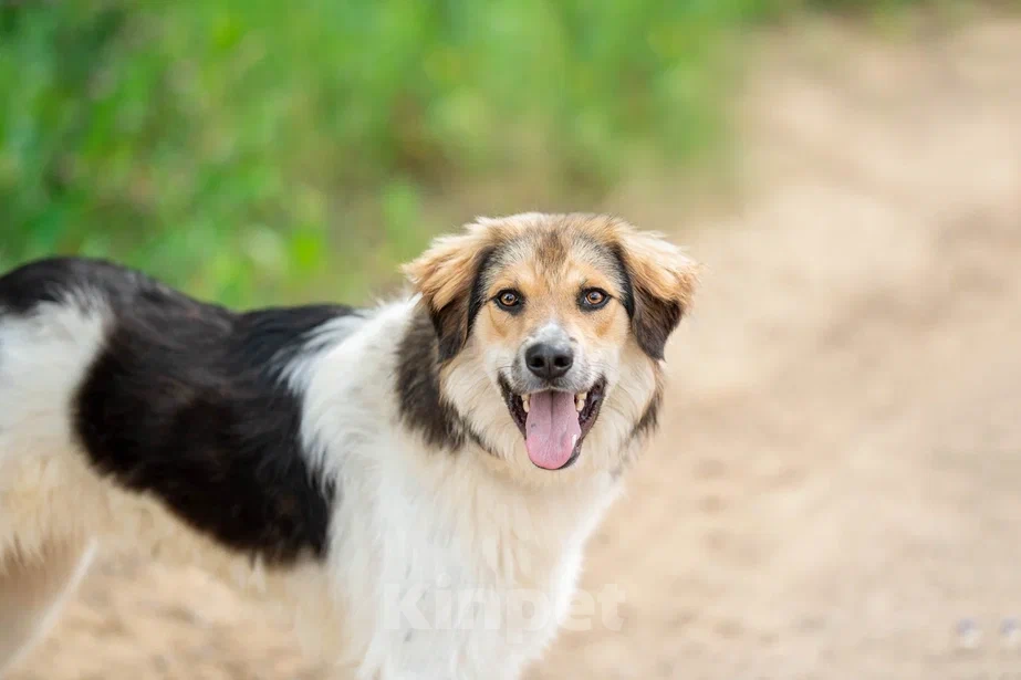 Собаки в Москве: Умные и позитивные пёсики (1,5 г.) ищут дом Мальчик, Бесплатно - фото 6