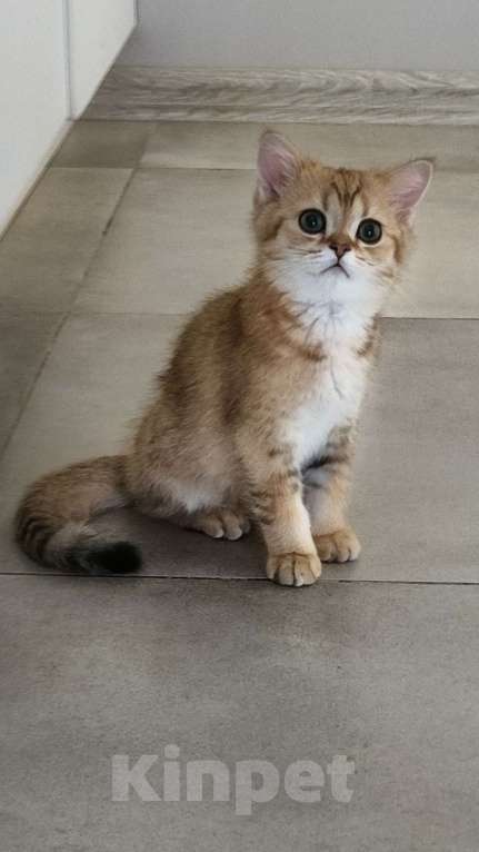 Кошки в Санкт-Петербурге: Шотландские котята Мальчик, 25 000 руб. - фото 5