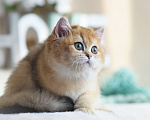 Кошки в Владивостоке: Британский котенок. Красивая девочка Девочка, 70 000 руб. - фото 3