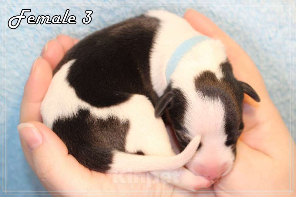 Собаки в Москве: Элегантный щенок уиппета Девочка, Бесплатно - фото 2