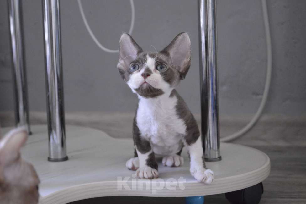 Кошки в Подольске: Девочка девон-рекс Девочка, 45 000 руб. - фото 2