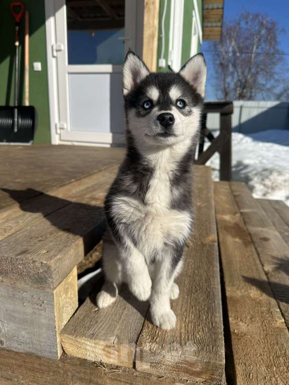 Собаки в других городах Архангельской области: Помски Девочка, 50 000 руб. - фото 3