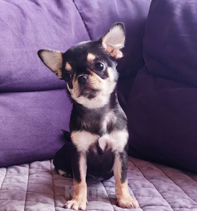 Собаки в Москве: Чихуахуа. Девочка. Мелкая. Девочка, 60 000 руб. - фото 5