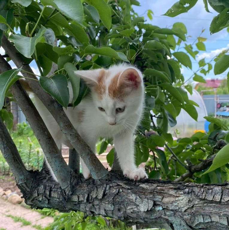 Кошки в Москве: Маленький котенок в добрые руки Мальчик, Бесплатно - фото 4