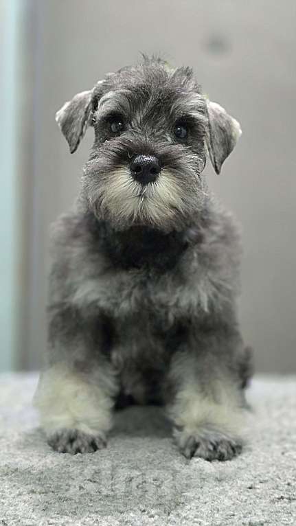 Собаки в Москве: Девочка Девочка, 60 000 руб. - фото 1