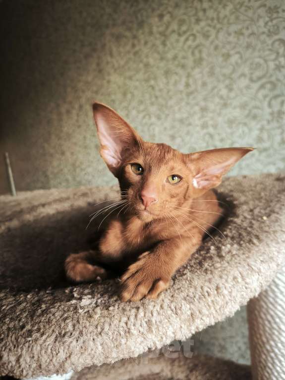 Кошки в Москве: Ориентальные котята в Москве. привитые Девочка, 70 000 руб. - фото 6