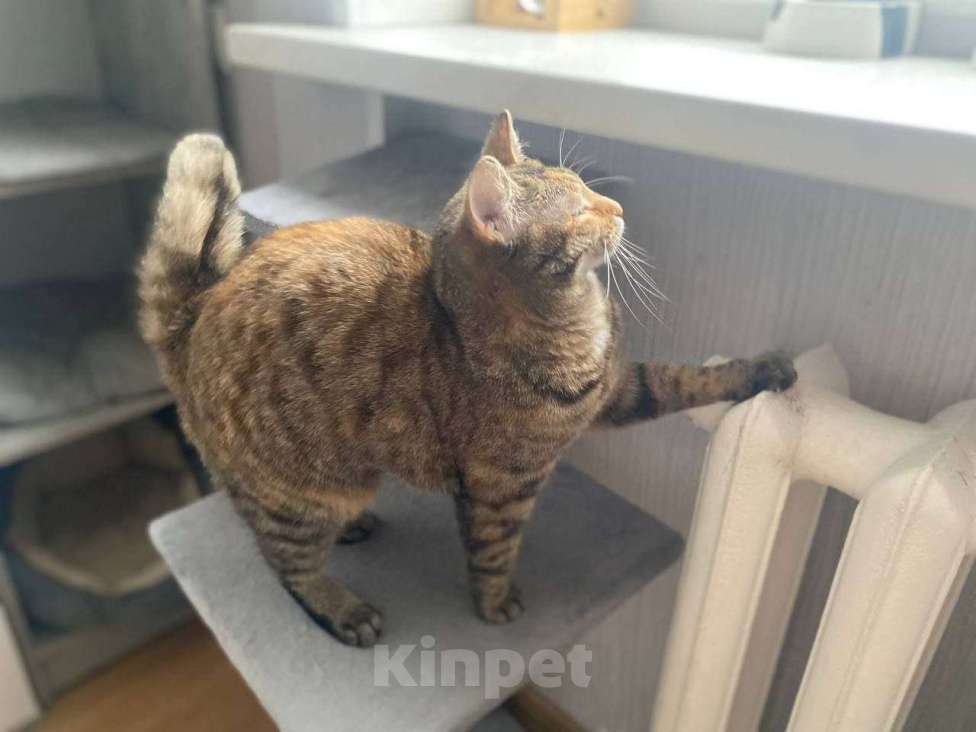 Кошки в Москве: Котенок Туся ищет дом Девочка, Бесплатно - фото 6