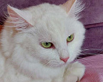 Кошки в Москве: Роскошная белая ангорская пушистая кошка Жасмина  Девочка, Бесплатно - фото 2