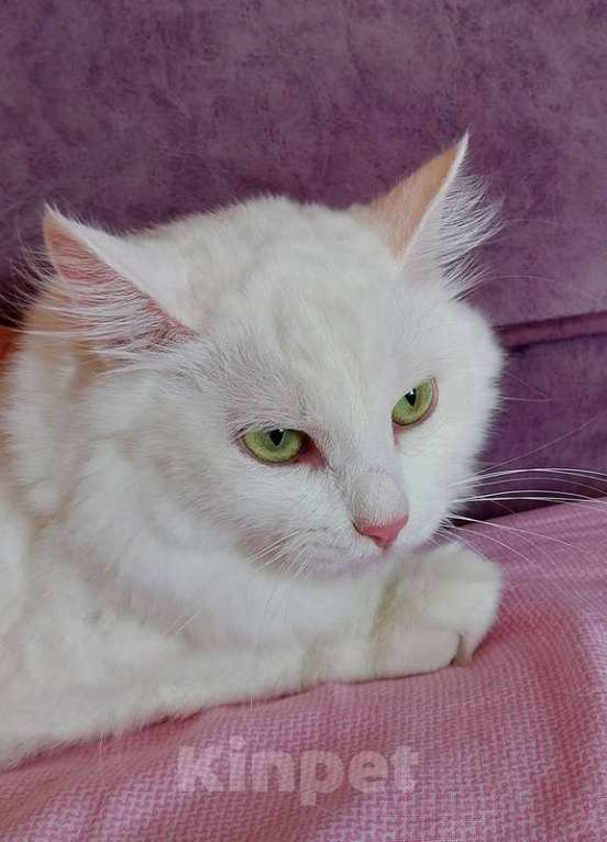 Кошки в Москве: Роскошная белая ангорская пушистая кошка Жасмина  Девочка, Бесплатно - фото 2