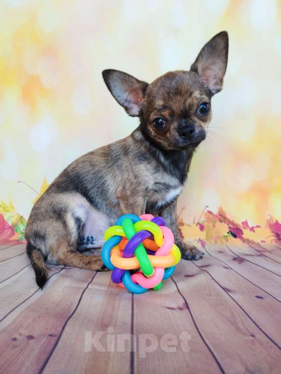 Собаки в Ногинске: Редкий экземпляр  Мальчик, 30 000 руб. - фото 4