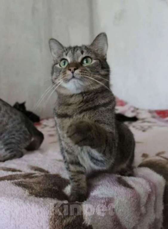 Кошки в Москве: Полосатый котик - юный мачо! Мальчик, Бесплатно - фото 4