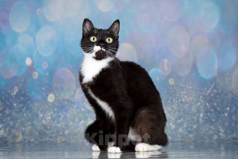 Кошки в Москве: Маркизная миниатюрная ласкуша Маруся в дар Девочка, 1 руб. - фото 5