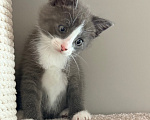 Кошки в Калининграде: Мультяшной внешности котик  Том😺 Мальчик, Бесплатно - фото 9