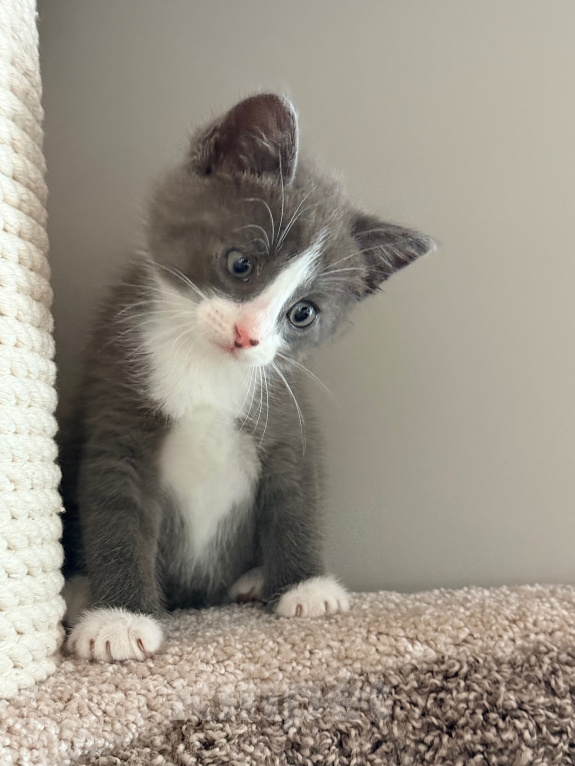 Кошки в Калининграде: Мультяшной внешности котик  Том😺 Мальчик, Бесплатно - фото 9