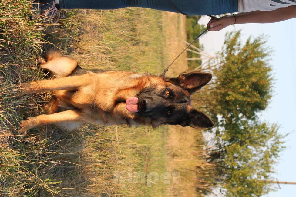 Собаки в Краснодаре: Немецкая овчарка Девочка, 75 000 руб. - фото 4