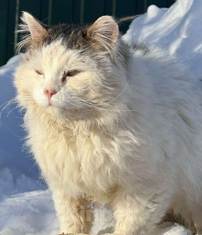Кошки в Можайске: Марс кот настоящий. Такой же завораживающий, как планета, чьим именем он назван. Приносит удачу! Мальчик, Бесплатно - фото 3