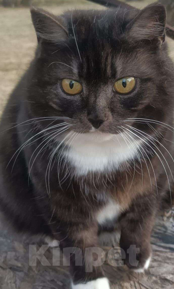 Кошки в Москве: Котомама  Алёнка  Девочка, Бесплатно - фото 2