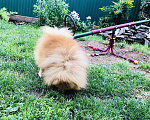 Собаки в Ижевске: Шпиц для вязки, 3 000 руб. - фото 2