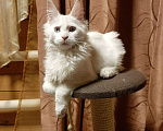 Кошки в Снежногорске: мейн кун продажа, 11 000 руб. - фото 4