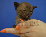 Кошки в Колпашево: Бурманские котята, 40 000 руб. - фото 4