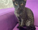 Кошки в Полярном: Чаузи котята, 40 000 руб. - фото 6