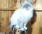 Кошки в Лермонтове: Котята няшки Мальчик, 20 000 руб. - фото 8